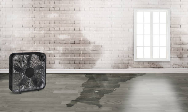 Best Water damage repair service  in Ocean Shores, WA